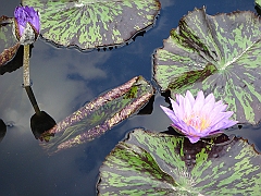 280 Longwood Gardens [2008 August 23]